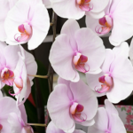 社会保険労務士,事務所